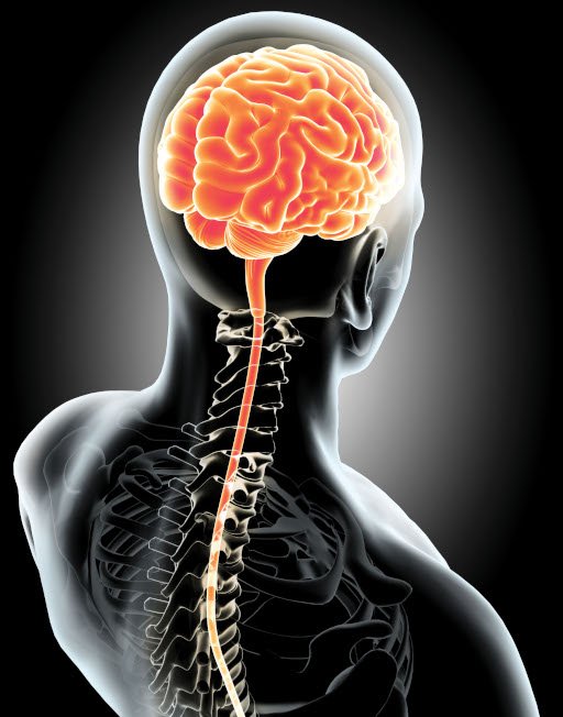 Medical illustration of a human head and upper body showing the brain and spinal cord highlighted in orange within a transparent skeleton.